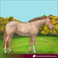 Horse Color:Powder White Red Roan
