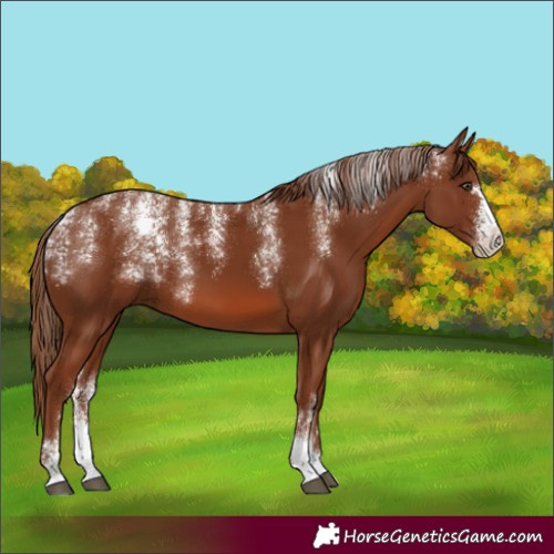 Horse Color:Powder White Chestnut