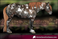 Horse Color:White Spotted Gold Champagne Ice Onyx 