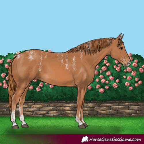 Horse Color:Powder White Chestnut