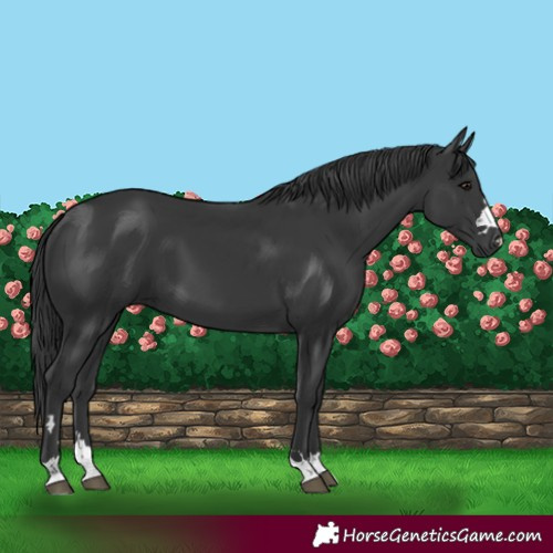 Horse Color:Black 