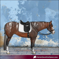 Horse Color:Powder White Bay 