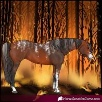 Horse Color:Powder White Bay 