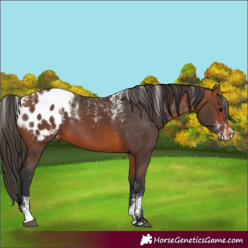 Horse Color:Powder White Bay Appaloosa