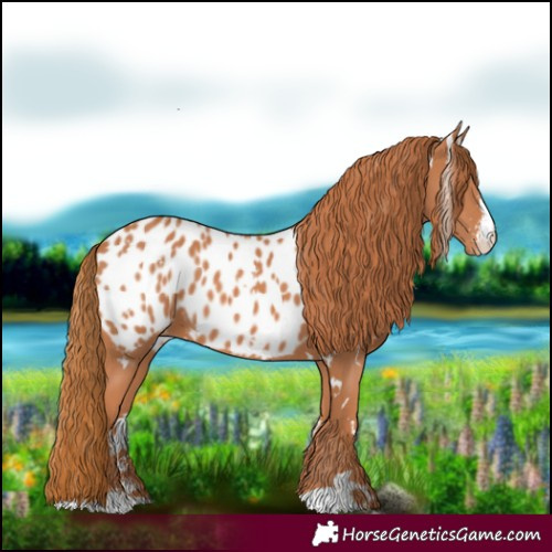 Horse Color:White Spotted Chestnut Sabino Appaloosa 
