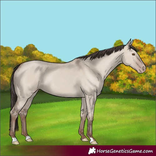 Horse Color:Unknown 
