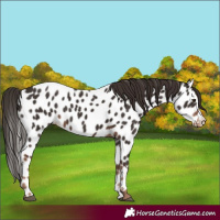 Horse Color:Liver Chestnut Near Leopard 