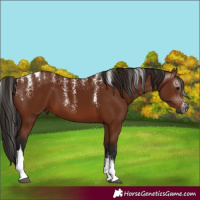 Horse Color:Powder White Gray Bay Tobiano