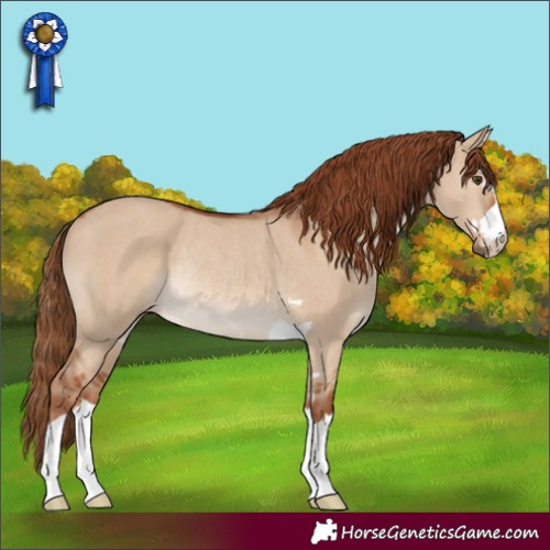 Horse Color:Red Dun Rabicano 