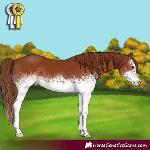 Horse Color:White Spotted Chestnut 