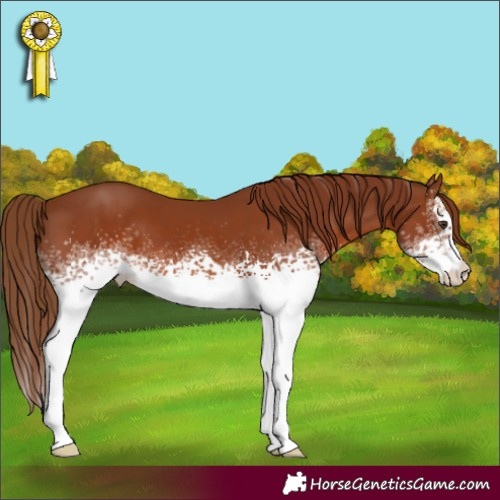 Horse Color:White Spotted Chestnut 