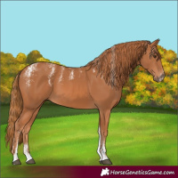 Horse Color:Powder White Chestnut 