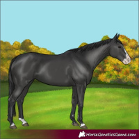 Horse Color:Black Splash