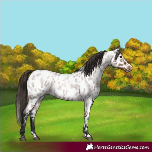 Horse Color:Gray Bay Roan Splash Appaloosa 
