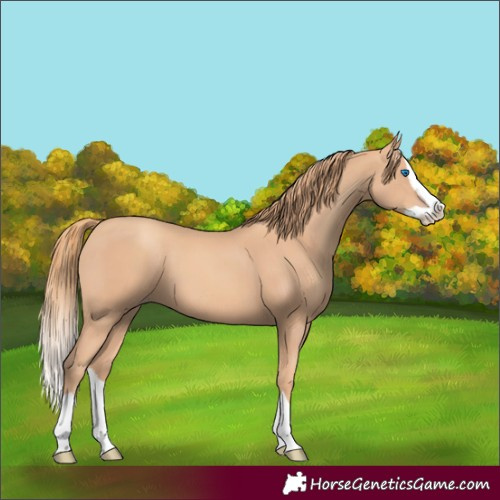 Horse Color:Gold Champagne Splash 