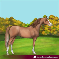 Horse Color:Gold Champagne Splash 