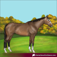 Horse Color:Unknown 