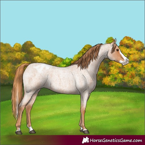 Horse Color:Red Roan Splash Appaloosa 