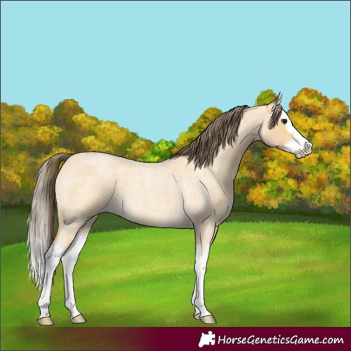 Horse Color:Buckskin Roan Splash Varnish 