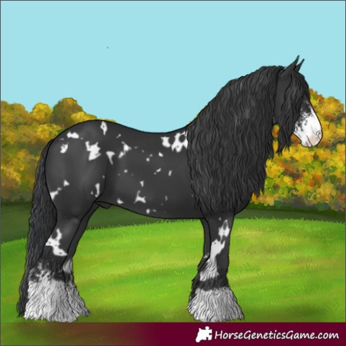 Horse Color:White Spotted Black Sabino 