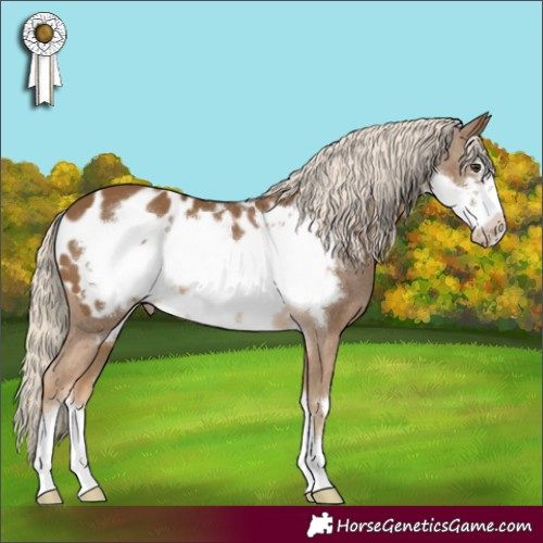 Horse Color:Chocolate Palomino Frame Appaloosa 