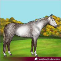 Horse Color:Gray Chestnut 