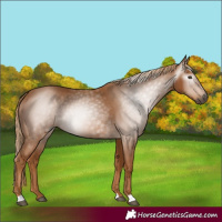 Horse Color:Gray Chestnut 