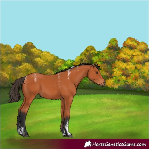 Horse Color:Powder White Bay 