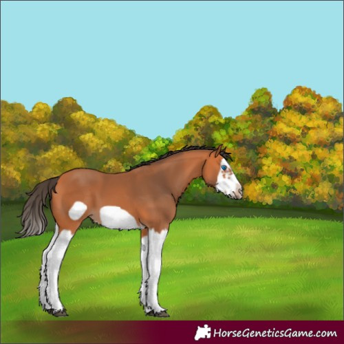 Horse Color:Bay Splash Frame 
