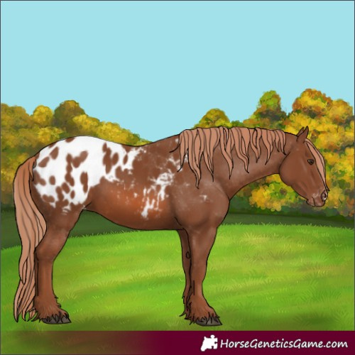 Horse Color:Chestnut Appaloosa 