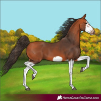 Horse Color:Bay Splash Frame 