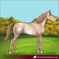 Horse Color:Gold Champagne Pearl Rabicano and Gold Champagne Pearl Frame Rabicano