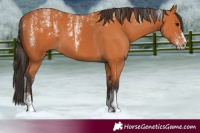 Horse Color:Powder White Bay 