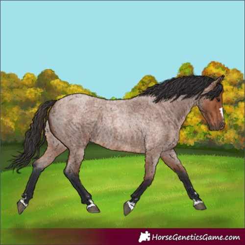 Horse Color:Bay Roan Rabicano 