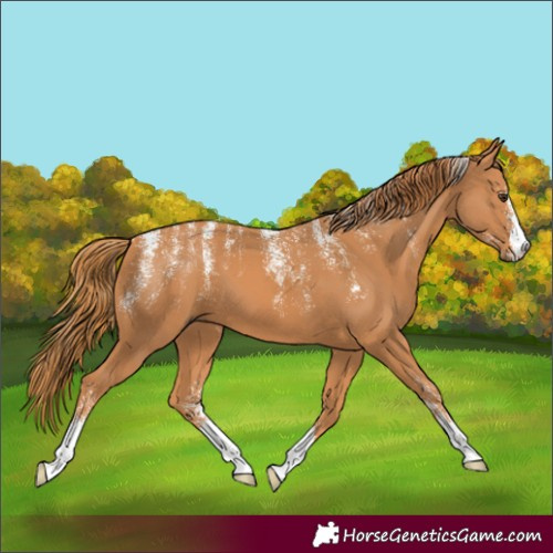 Horse Color:Powder White Chestnut