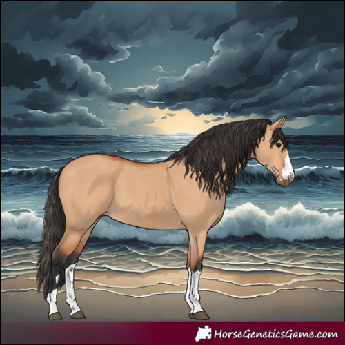 Horse Color:Bay Dun 