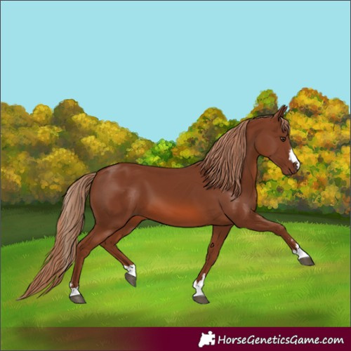 Horse Color:Chestnut 
