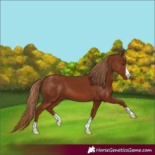Horse Color:Chestnut 