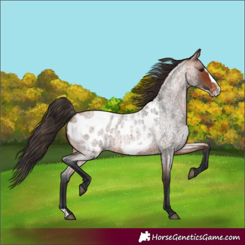 Horse Color:Bay Roan Frame Appaloosa 