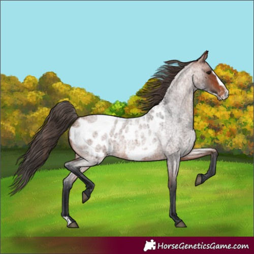 Horse Color:Bay Roan Frame Appaloosa 