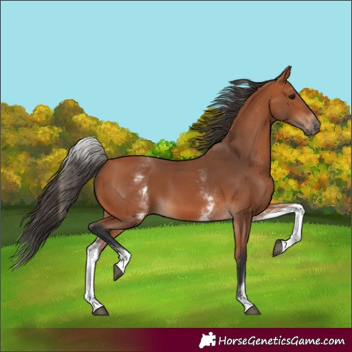 Horse Color:White Spotted Bay 
