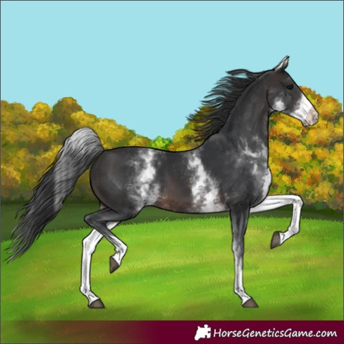 Horse Color:White Spotted Brown 