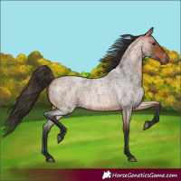 Horse Color:Bay Roan 