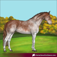 Horse Color:White Spotted Chestnut