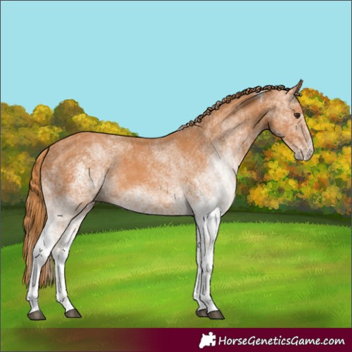 Horse Color:White Spotted Chestnut 