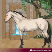 Horse Color:Powder White Bay Roan Dun 