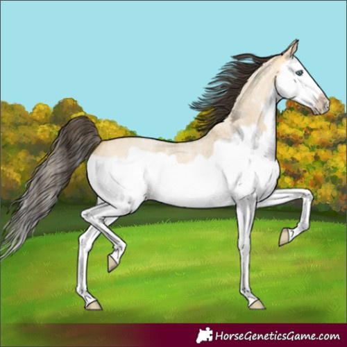 Horse Color:Buckskin Roan Dun Splash Frame 