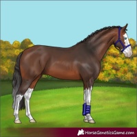 Horse Color:Bay Splash 