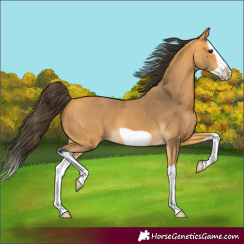 Horse Color:Buckskin Splash Frame 