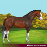 Horse Color:Bay Splash 